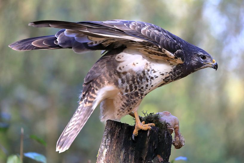Buzzard with prey by Petervanderlecq