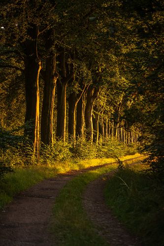 Bospad in Echten, Drenthe
