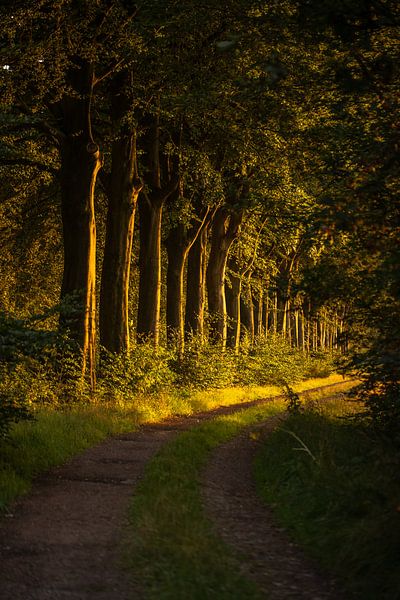 Forest path in Echten, Drenthe by Tara Kiers