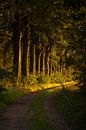 Forest path in Echten, Drenthe by Tara Kiers thumbnail