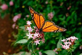 Butterfly by Myrthe Vlasveld