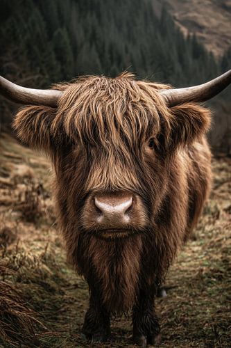 Portrait of a Scottish Highland cow in a mountainous landscape