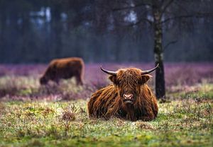 Schotse hooglander zittend in het veld ( highland cattle ) van Chihong