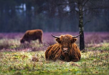 Schotse hooglander zittend in het veld ( highland cattle ) van Chihong
