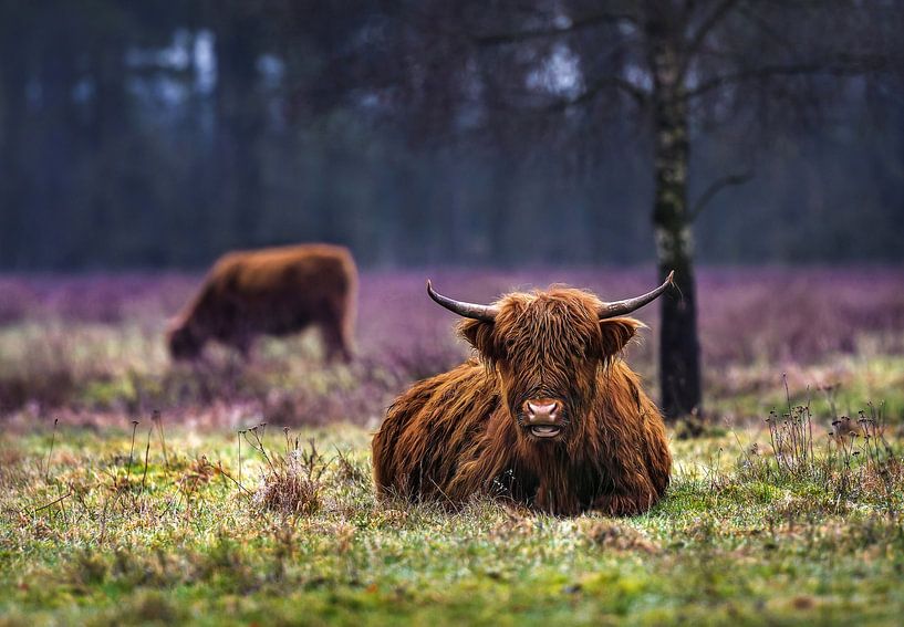 Scottish highlander sitting in the field ( highland cattle ) by Chi