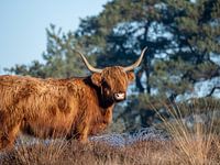 Highland cow