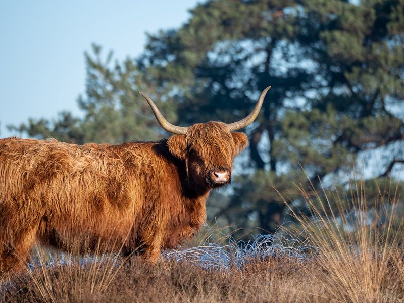 Highland cow by Kevin van Rijswijk