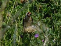 goldfinch