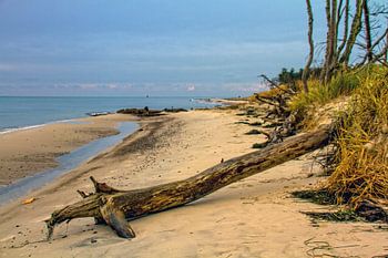 Am wilden Darßer Weststrand