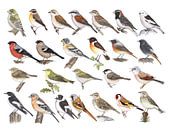 Singvögel der Niederlande von Jasper de Ruiter Miniaturansicht