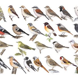 Singvögel der Niederlande von Jasper de Ruiter