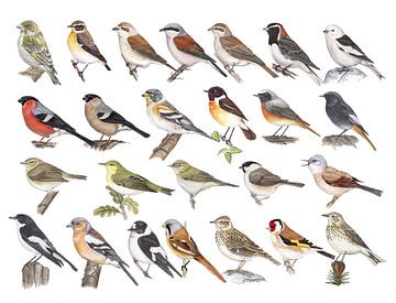 Les oiseaux chanteurs des Pays-Bas sur Jasper de Ruiter