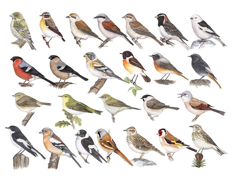 Singvögel der Niederlande von Jasper de Ruiter