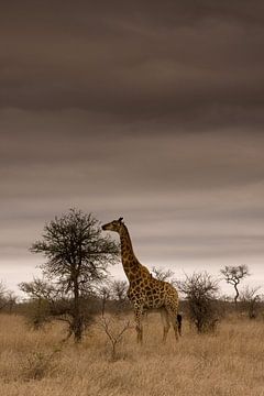 Giraffe in Kruger National Park von Jasper van der Meij