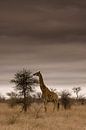 Giraffe in Kruger National Park van Jasper van der Meij thumbnail