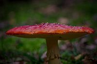 fly agaric