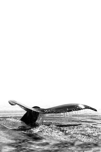 Whale Song Deep Dive by Monika Strigel
