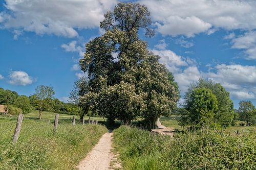 Oude Kastanjeboom bij Mamelis staat in bloei