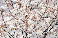 Spring flowers