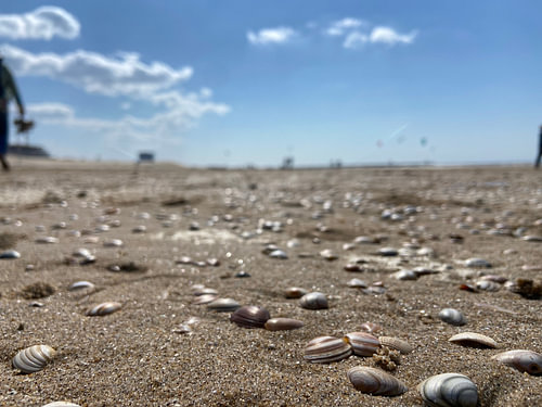 Coquillages sur la plage