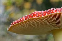 Rood met witte stippen
