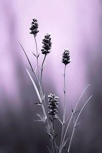 Lavender Detail von Treechild