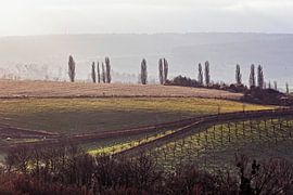 Little Tuscany by Rob Boon