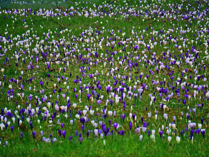 blauw-wit van Edgar Schermaul