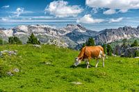 Cow in the Dolomites