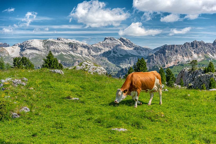 Kuh in den Dolomiten von Paul van Baardwijk