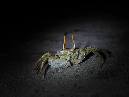 s Nachts op het strand
