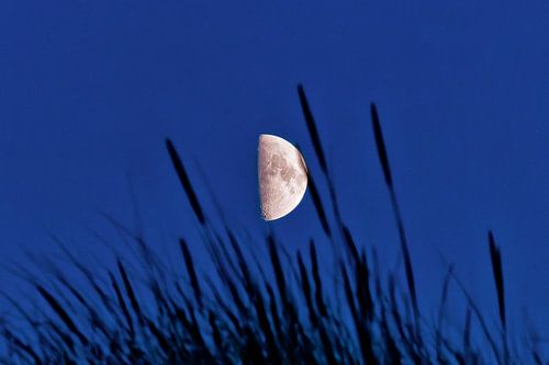 De maan in het duingras