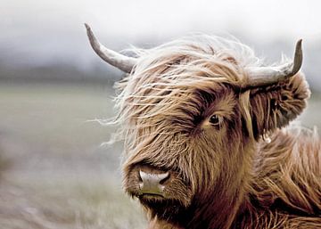 Schottischer Highlander Kalb Portrait