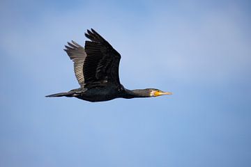 Aalscholver in vlucht, Phalacrocorax carbo
