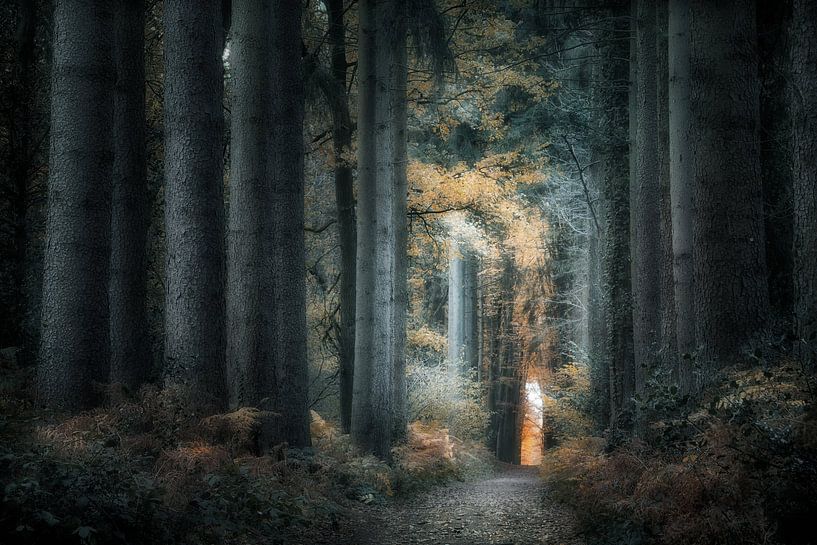 In dunklen Bäumen von Kees van Dongen