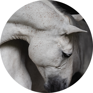 Equine Fine-Art van Estelle Roelofs