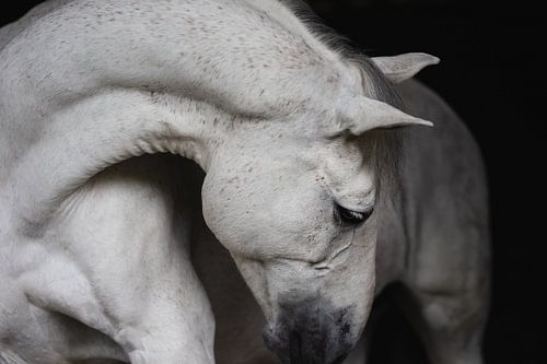 Bildende Kunst für Pferde