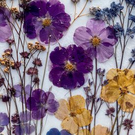 Pressed flowers by IamHome Studio