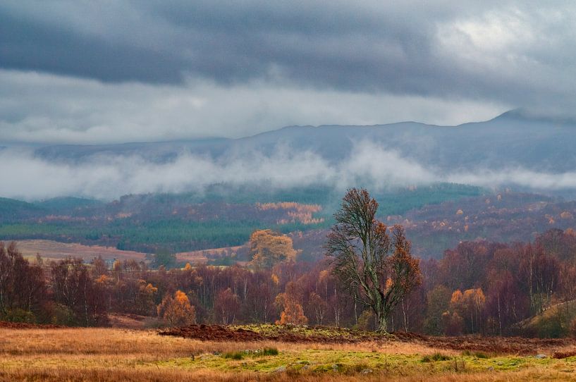 Bunte Bäume neben einer Wiese in Perthshire, Schottland, im Herbst von Sjoerd van der Wal Fotografie