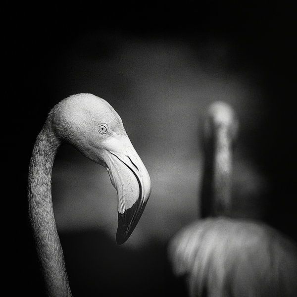goodbye by Claudio Moretti
