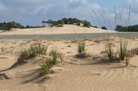 Drunense Duinen von Jani Moerlands Miniaturansicht