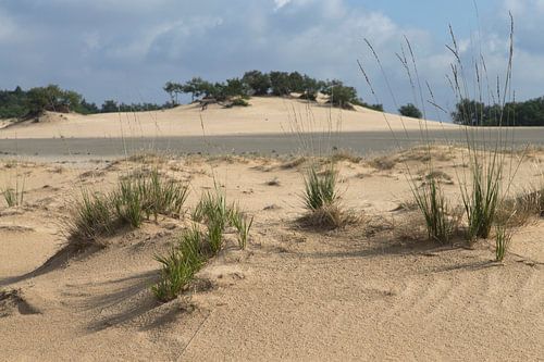 Drunense Duinen