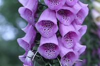 Foxglove