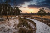 In een koud bos bij zonsondergang van Mart Houtman thumbnail