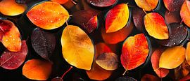 Bunter Herbstlaube auf Schwarz von Poster Art Shop
