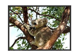 Koala - DIN A2