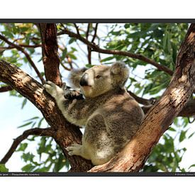 Koala - DIN A2 von Matthias Brix