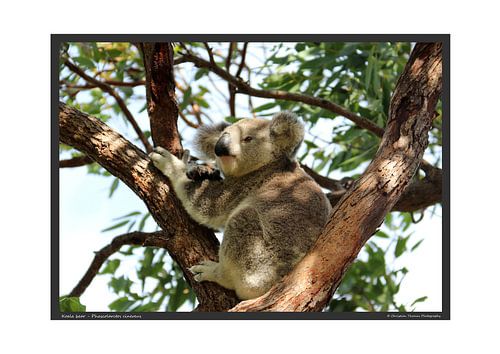 Koala - DIN A2