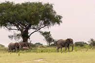 Afrikaanse olifant in Oeganda van Antwan Janssen thumbnail