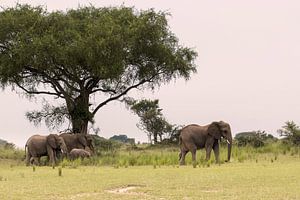 Afrikaanse olifant in Oeganda
